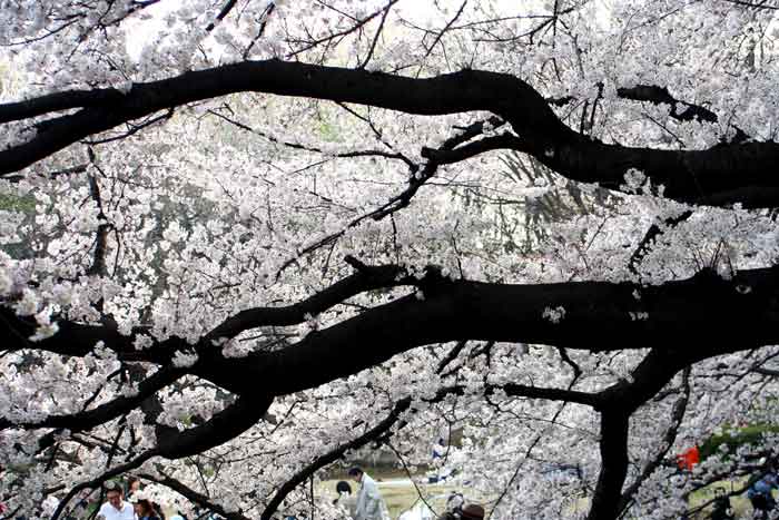 Japanisches Kirschblütenfest „Hanami“ – Blüten betrachten